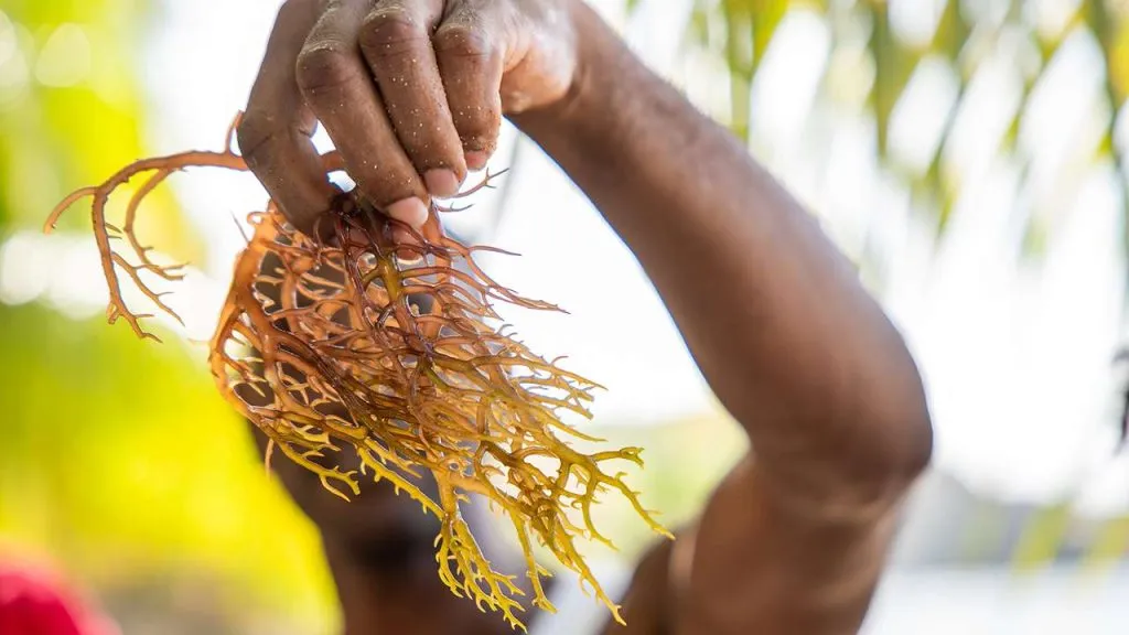Drying Sea Moss