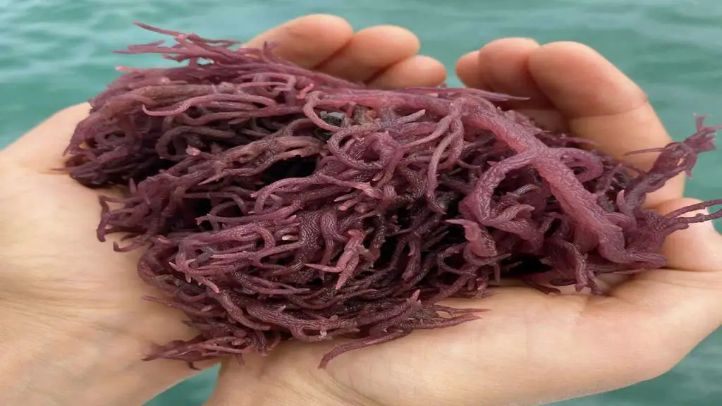 risks of sea moss