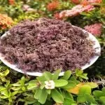 What is Purple Sea Moss Good For