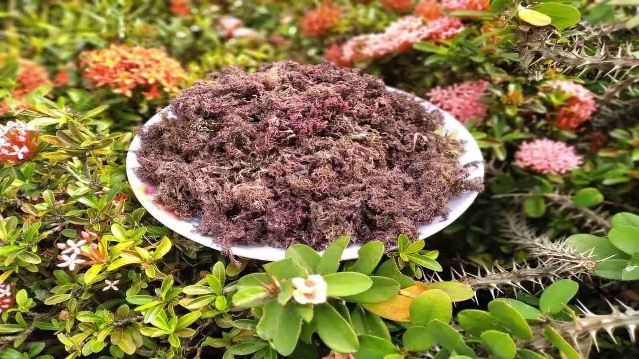 What is Purple Sea Moss Good For