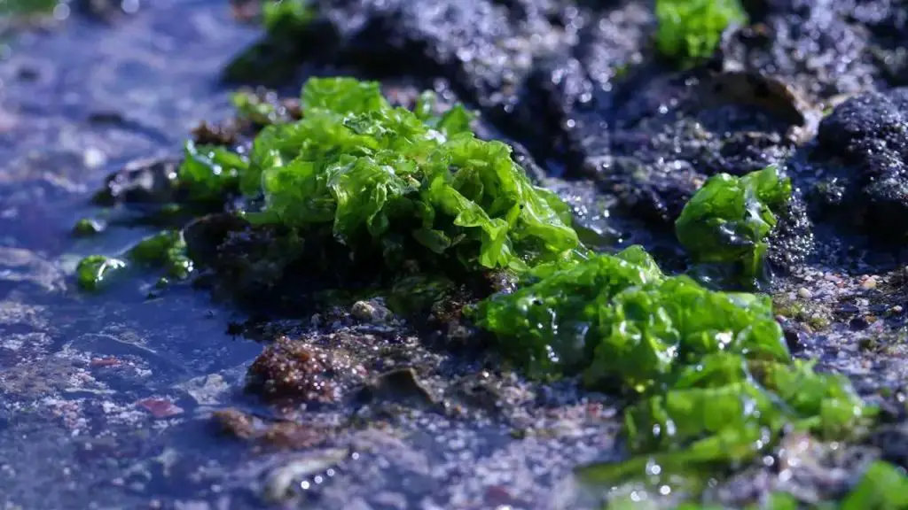 SEA MOSS