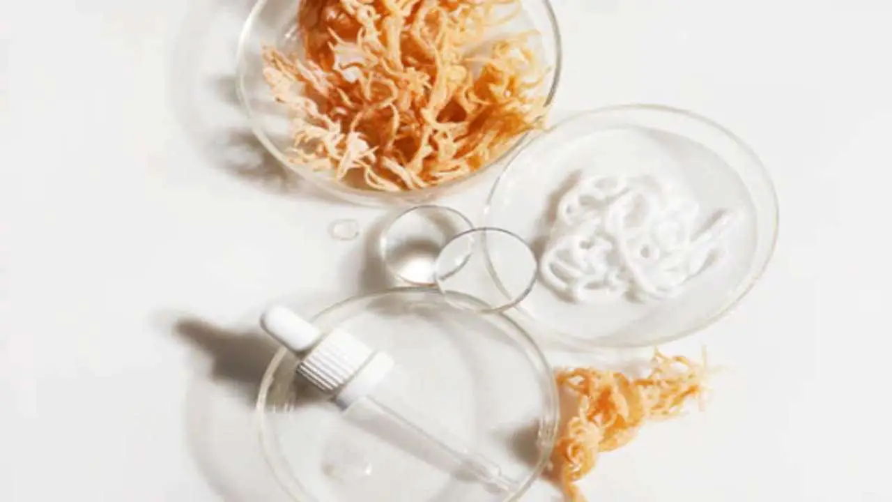 Does Boiling Sea Moss Kill the Nutrients