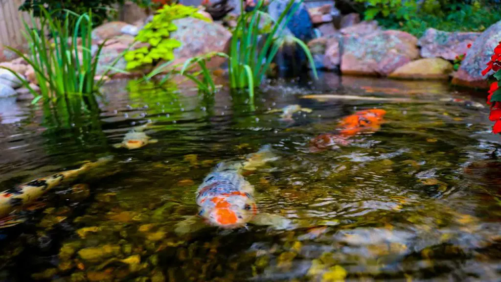 Pond Design and Maintenance for Algae Prevention