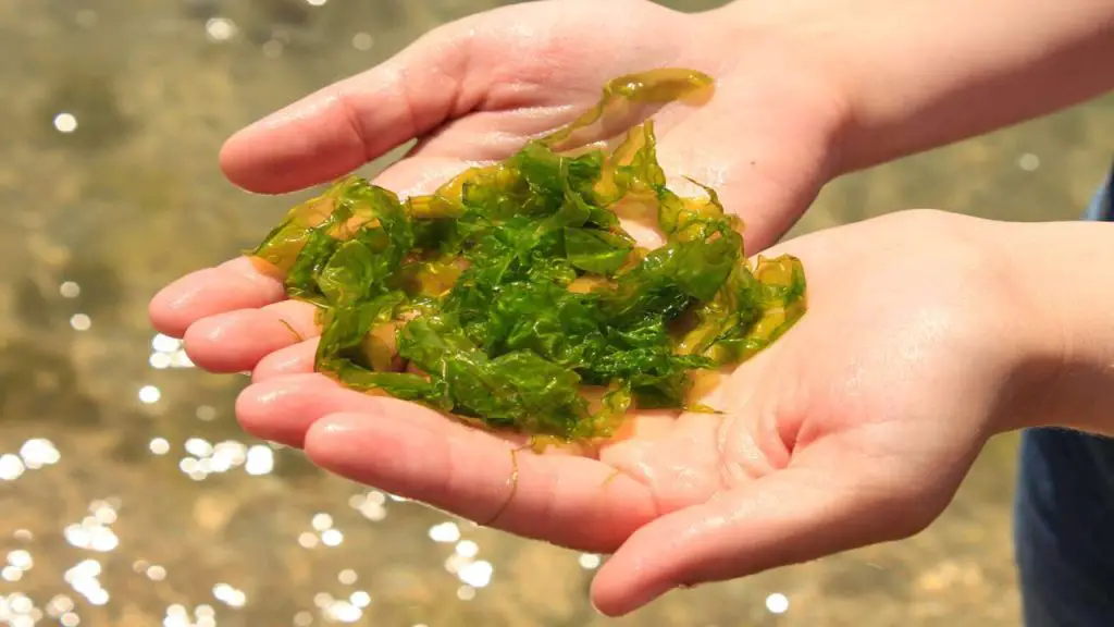 Use of Seaweed in Beauty Rituals