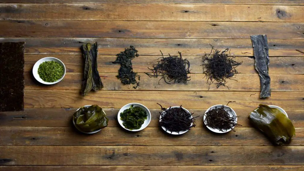 Seaweed Varieties