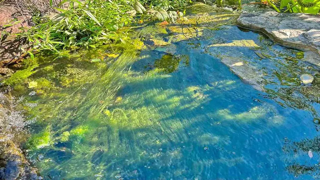 algae Control Strategies